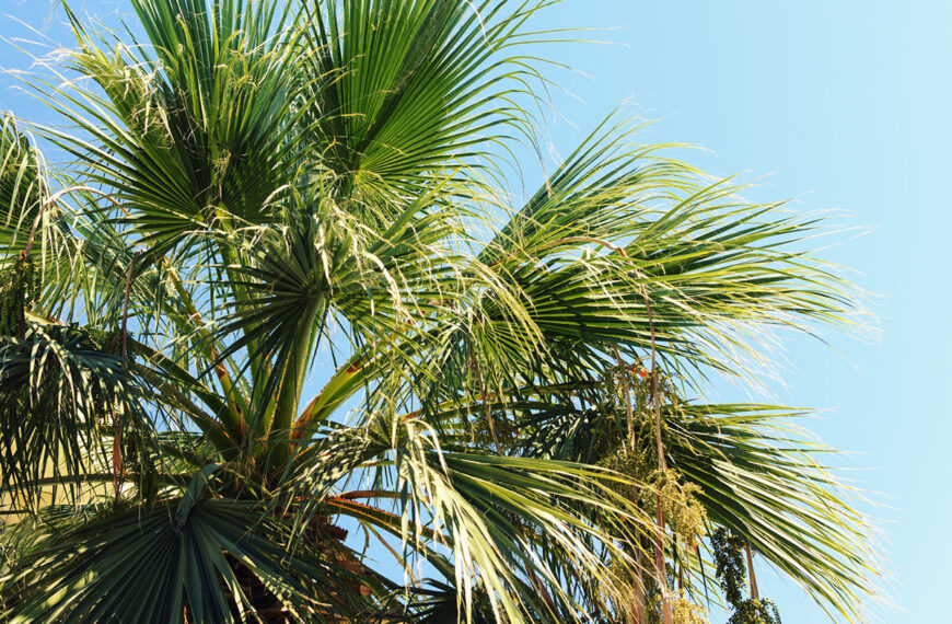 5 winterharde palmbomen om overal in Nederland te planten