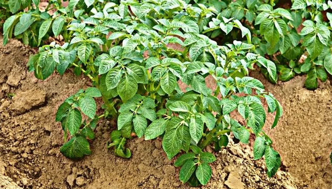 Aardappelen invetten