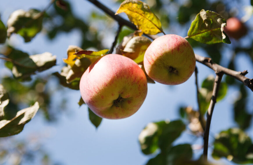 De fruitbomen die je vooral niet moet snoeien eind april voor een betere oogst.