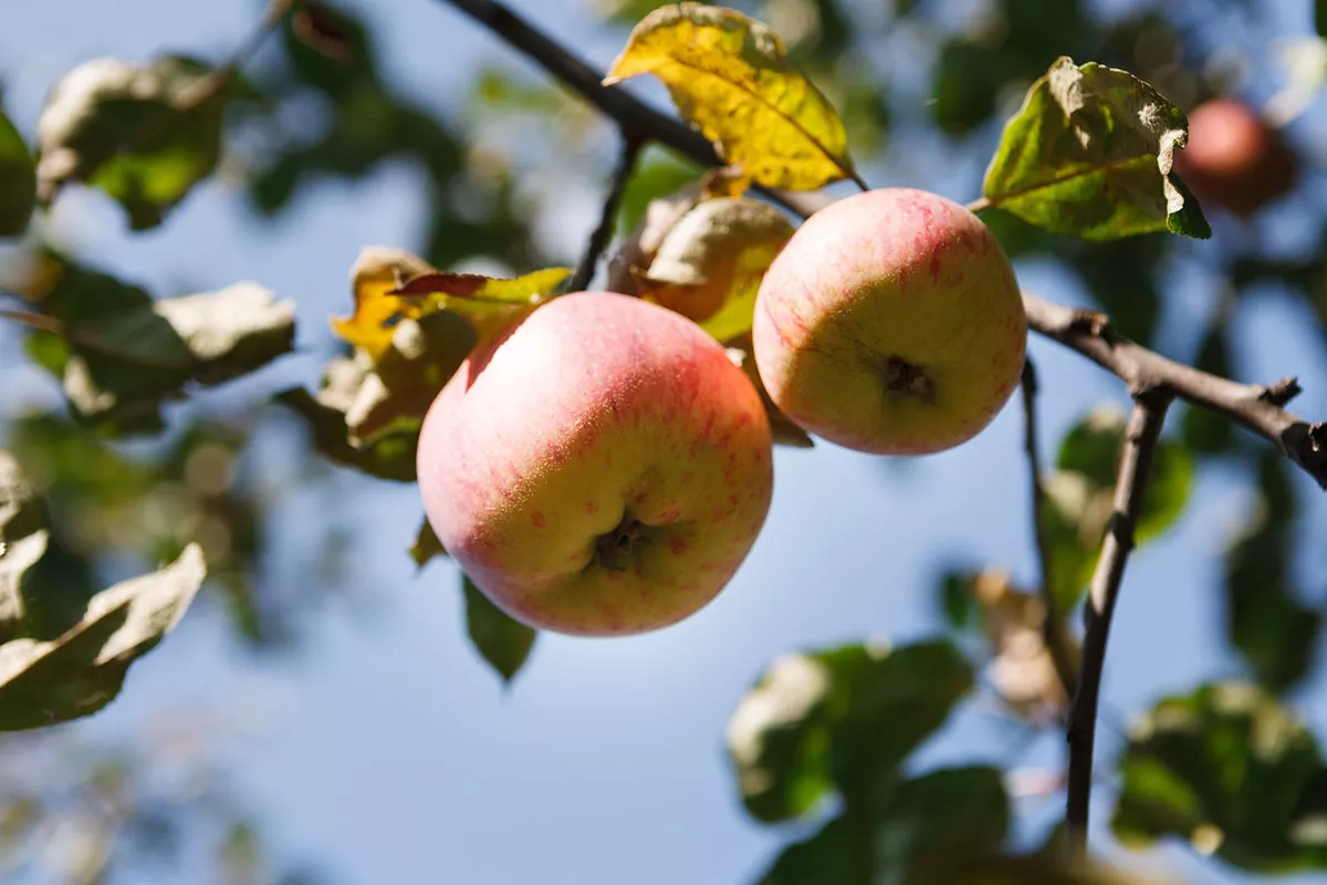 De fruitbomen die je vooral niet moet snoeien eind april voor een betere oogst.
