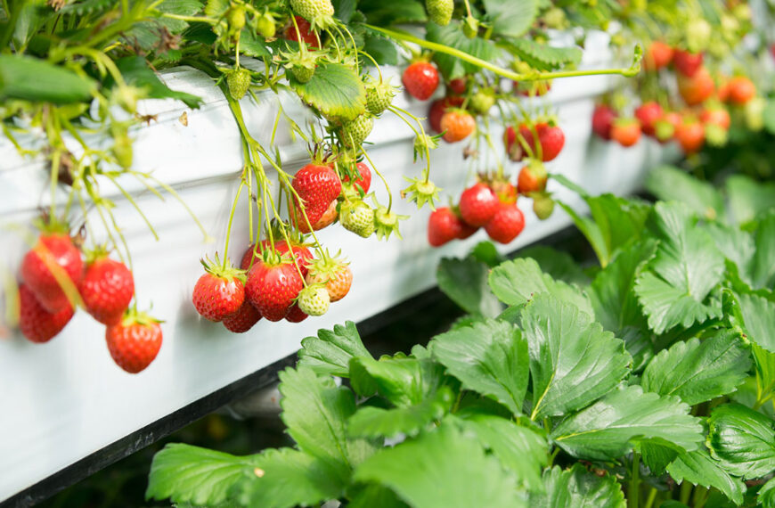 Deze eenvoudige vaardigheid om de opbrengst van uw aardbeien te verbeteren