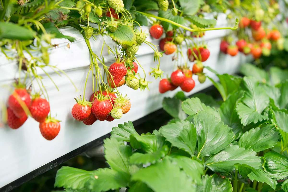 Deze eenvoudige vaardigheid om de opbrengst van uw aardbeien te verbeteren