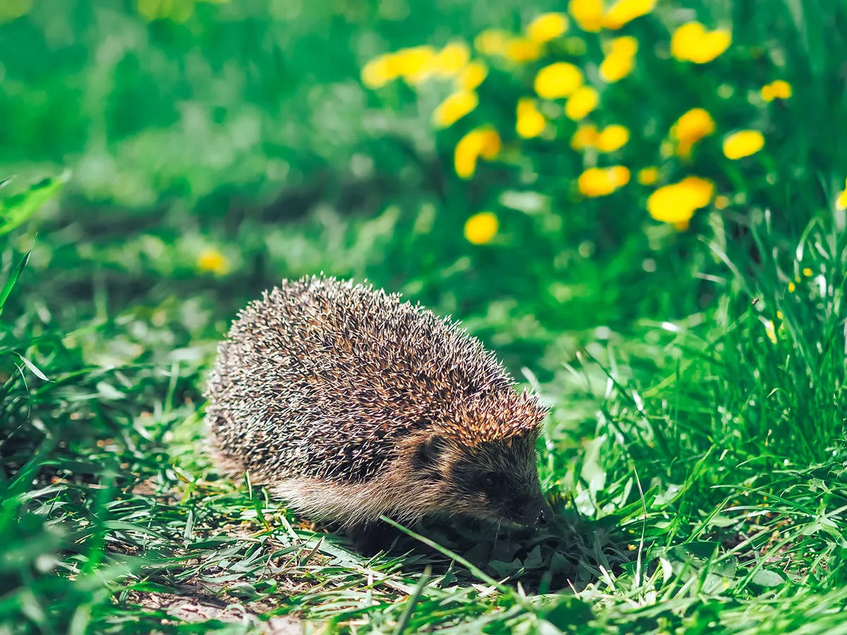 Deze plant zal egels aantrekken in jouw tuin