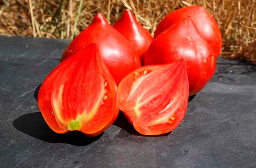 Een droogte-, ziekteresistente tomatensoort die zonder kunstmest groeit.