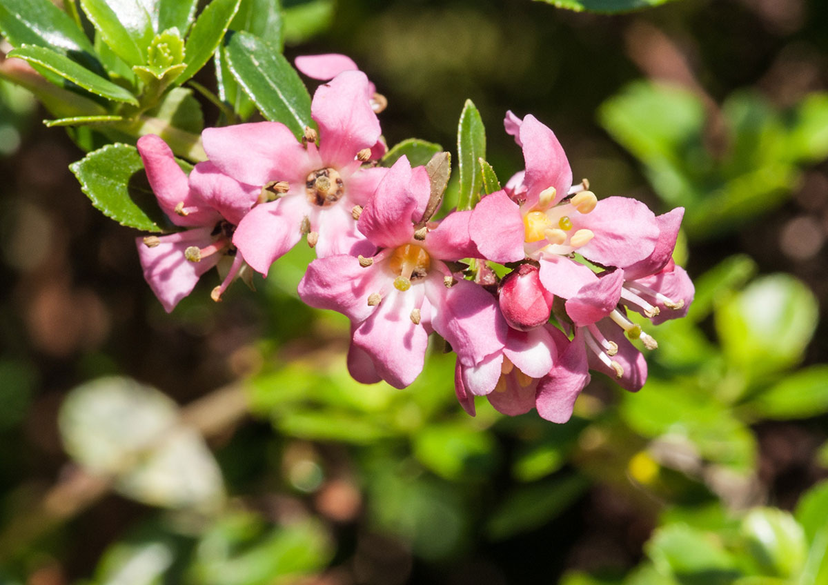 Een tuinman onthult 5 prachtige en onderhoudsvrije bloeiende struiken