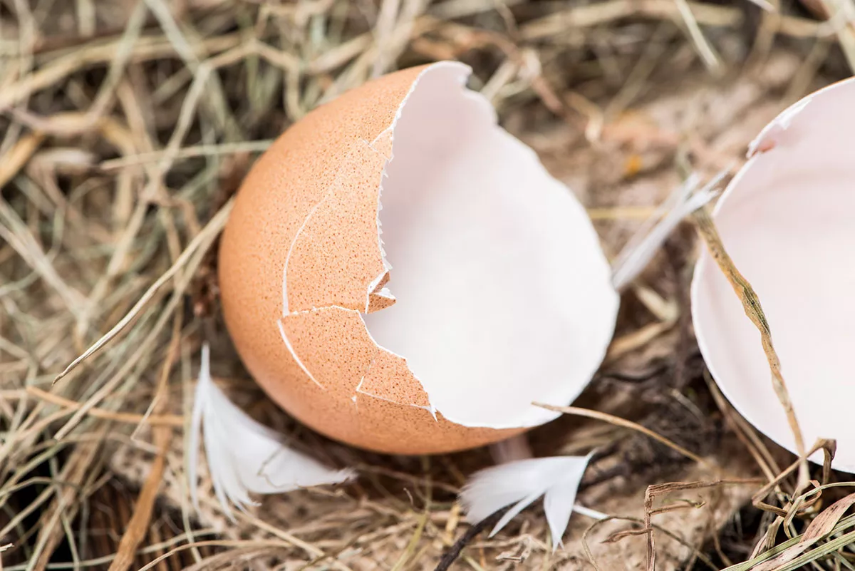 Eierschalen in de tuin