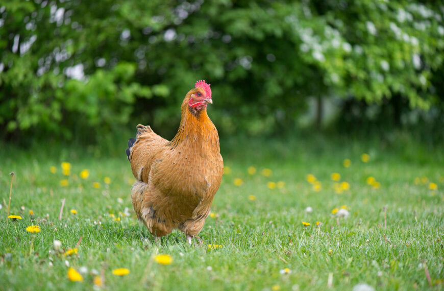 Het hebben van kippen in je tuin hier zijn de enorme voordelen die het oplevert