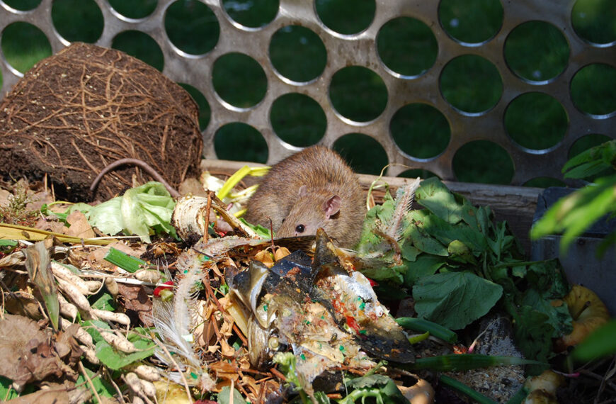 Hier is hoe je geen ratten aantrekt in je compost.