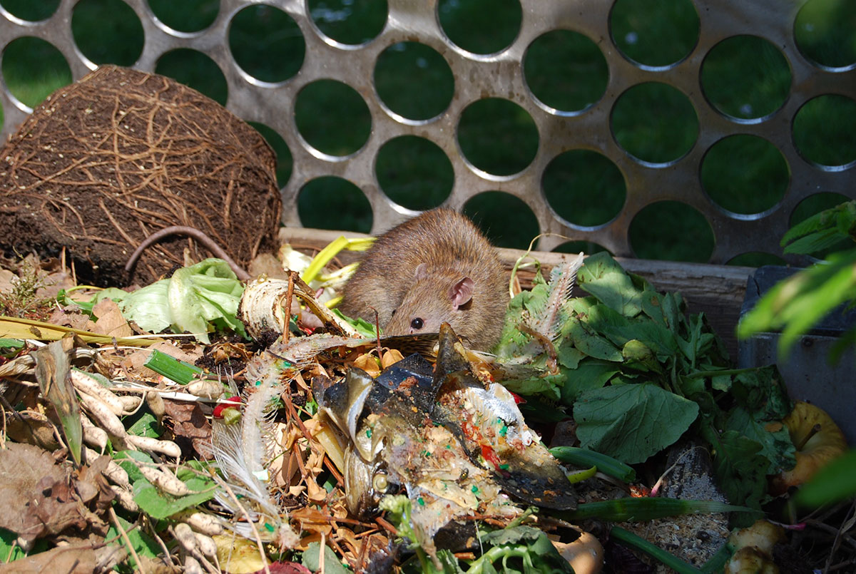 Hier is hoe je geen ratten aantrekt in je compost.