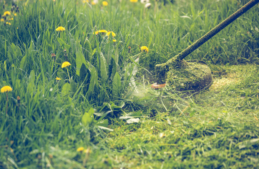 Laat het gras groeien aan het begin van de lente. Dit is het advies van een tuinman