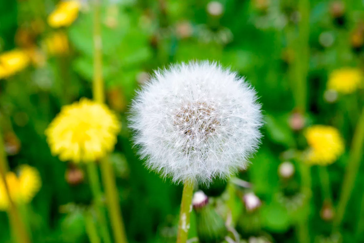 Waarom je paardebloemen in je tuin moet laten groeien?