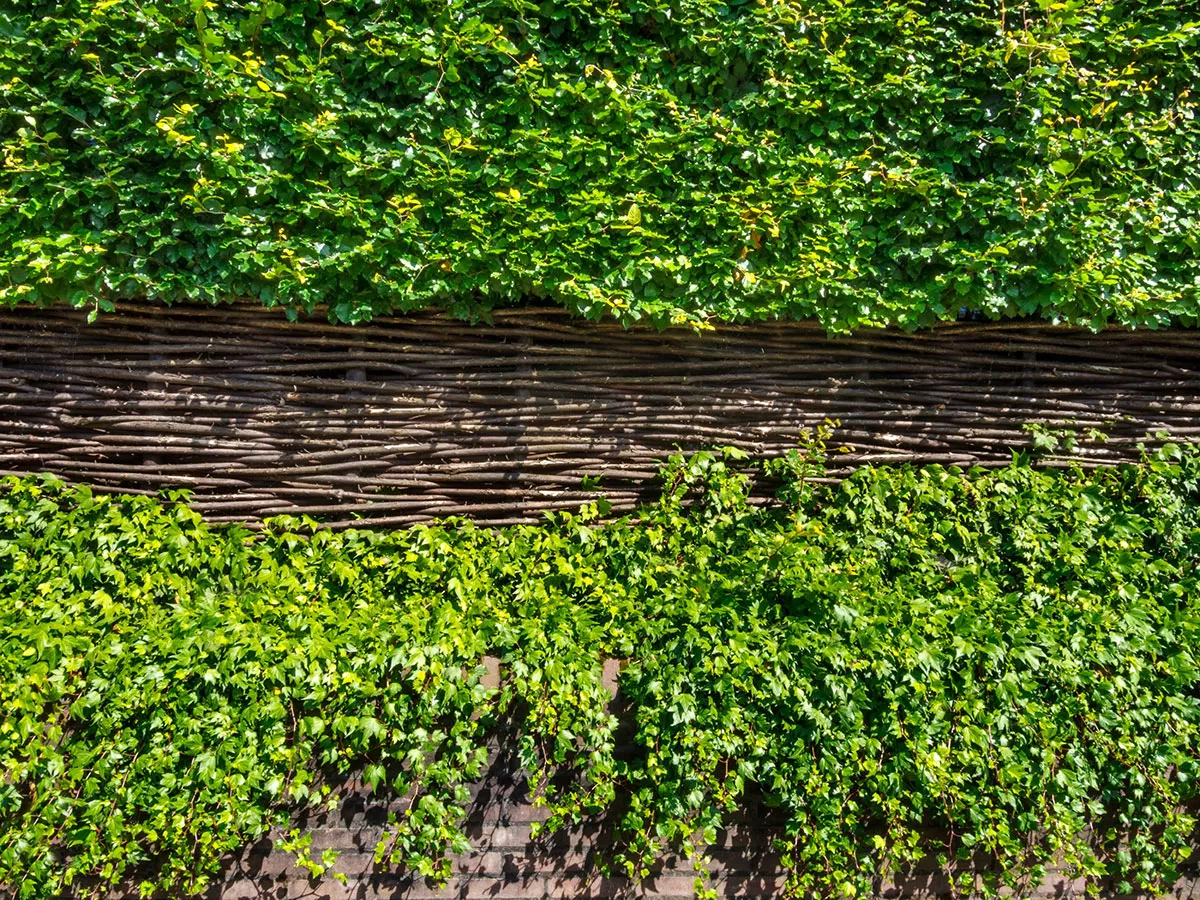Zich beschermen tegen inkijk. Natuurlijke en stijlvolle oplossingen van een tuinman