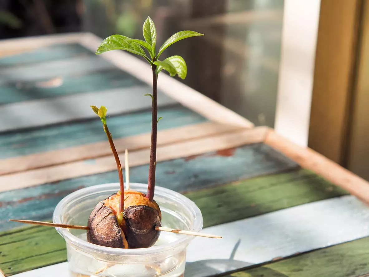 avocado pit planten