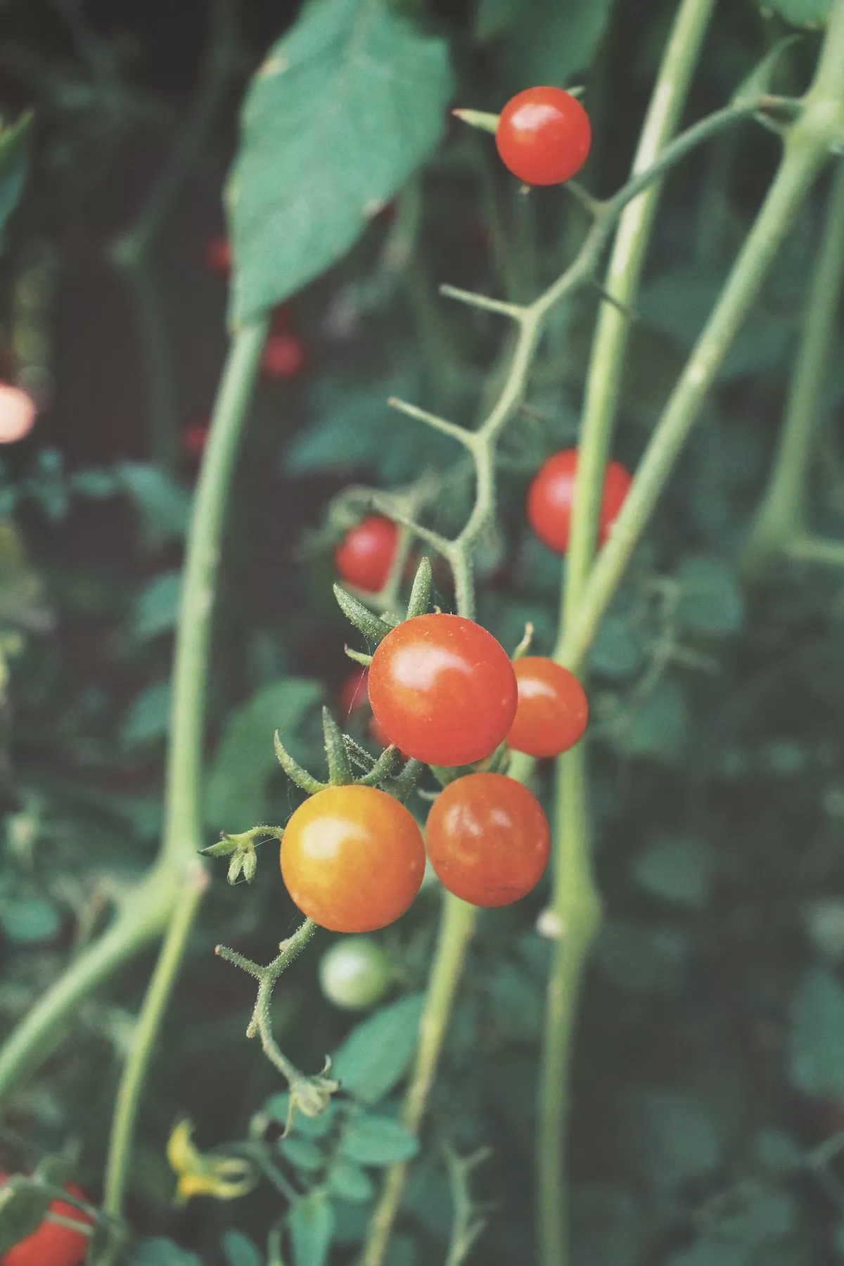 cherrytomaten plant