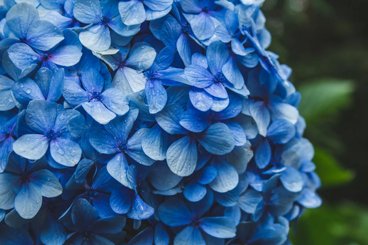 hortensia