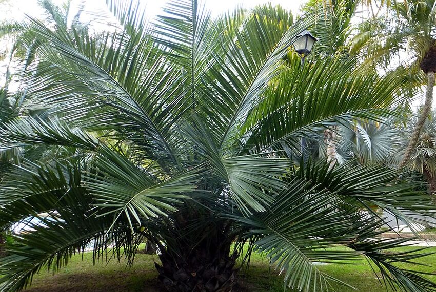 jubaea chiliensis
