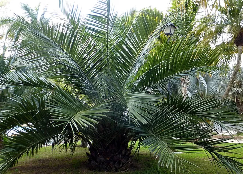 jubaea chiliensis