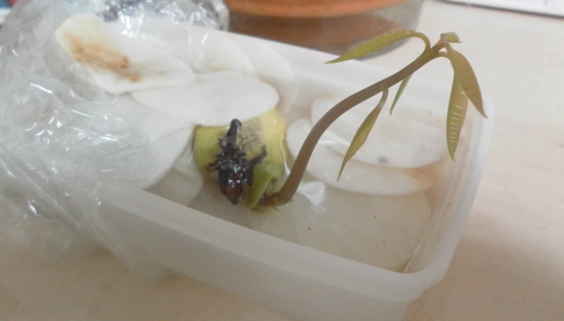 mango kweken