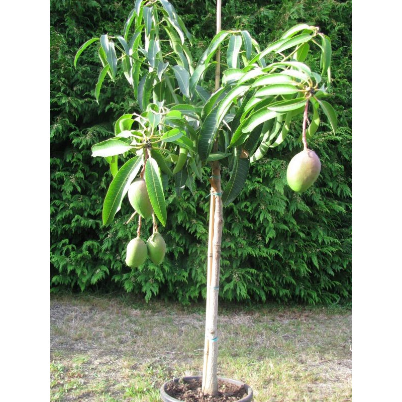 mangoboom als kamerplant