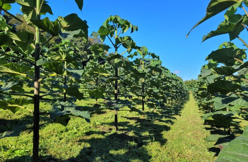 paulownia