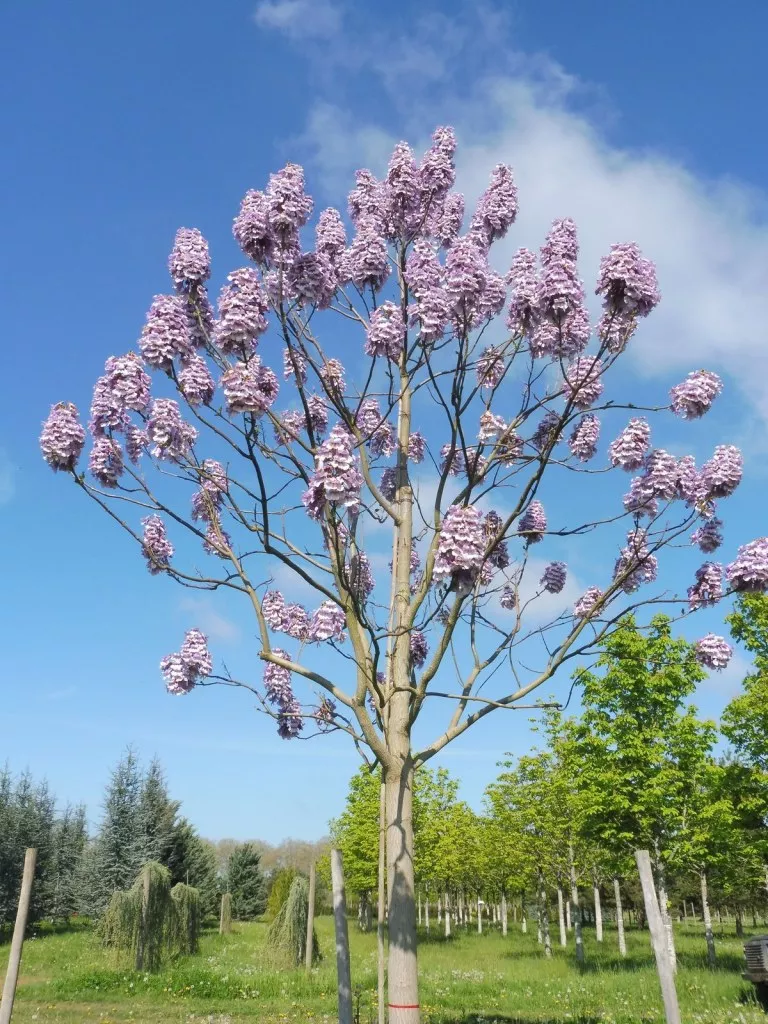 paulownia boom