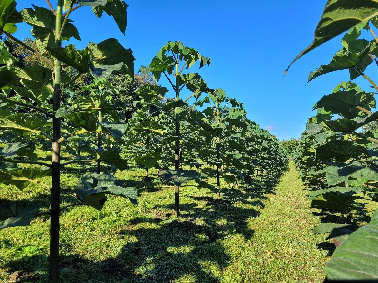 paulownia