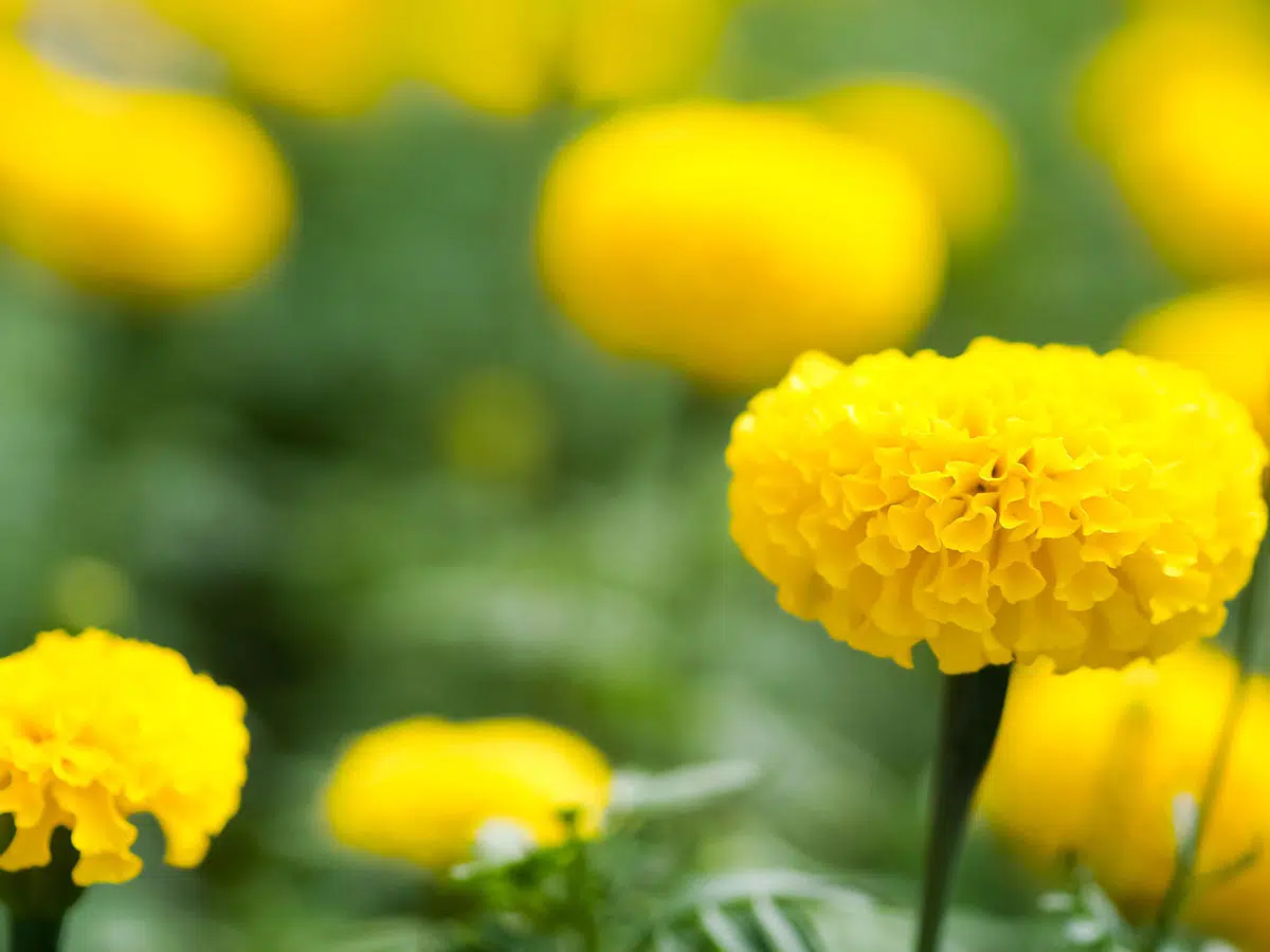 Bloemen om te vermijden voor een positieve boodschap