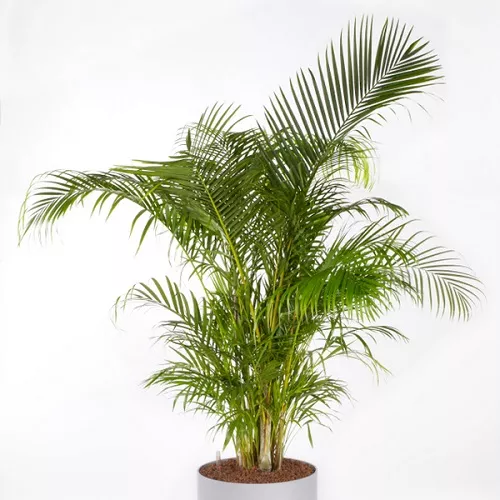 Chrysalidocarpus lutescens