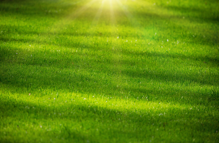 De beste tips voor een mooi groen gazon deze zomer