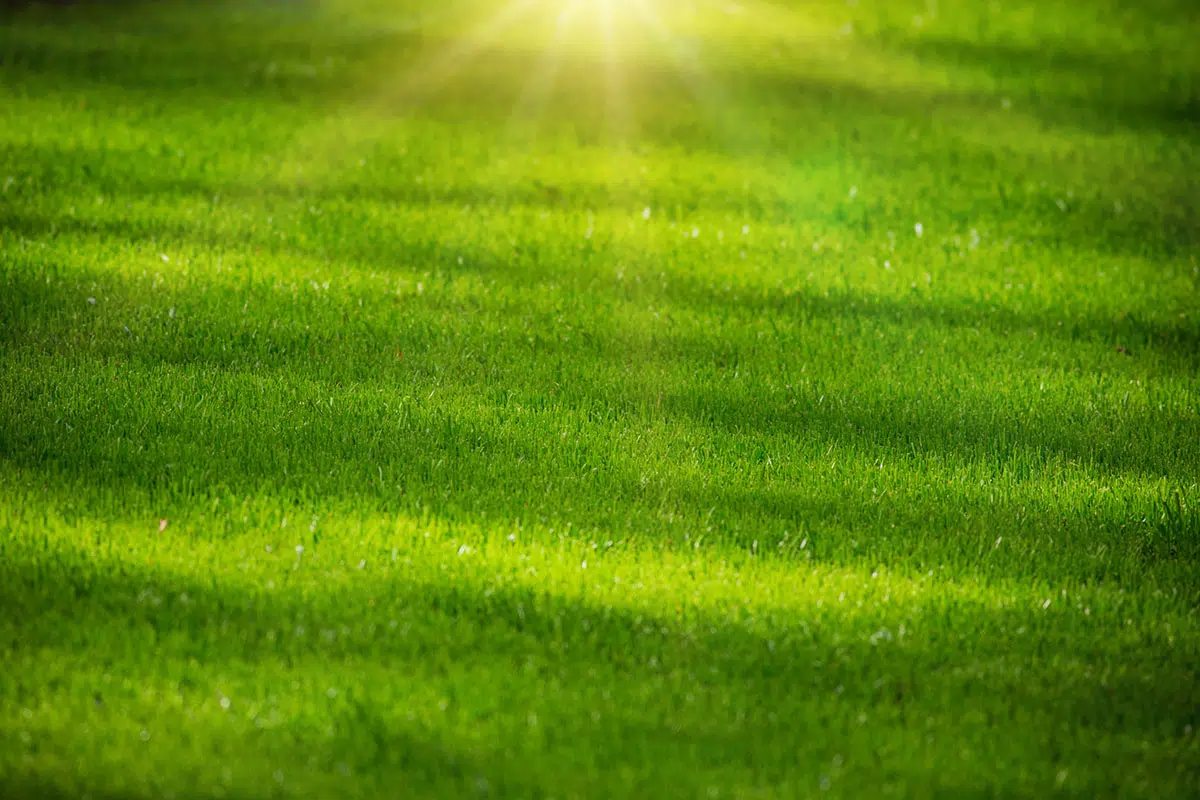 De beste tips voor een mooi groen gazon deze zomer