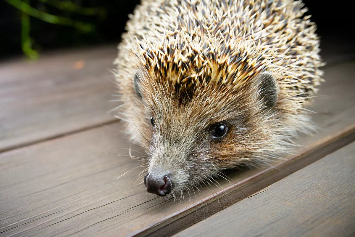 De egel is niet altijd gewaardeerd geweest vanwege oude overtuigingen