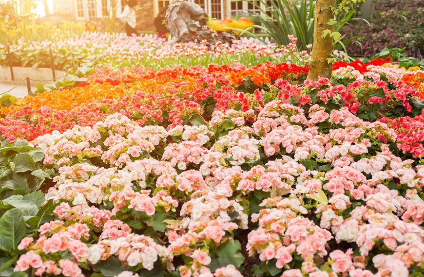 De mooiste bloembollen om nu te planten voor een prachtige bloei deze zomer