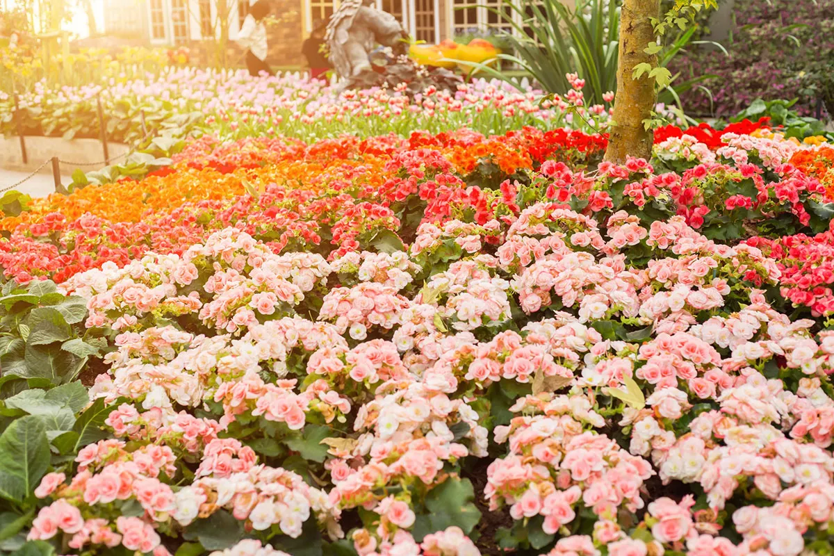 De mooiste bloembollen om nu te planten voor een prachtige bloei deze zomer