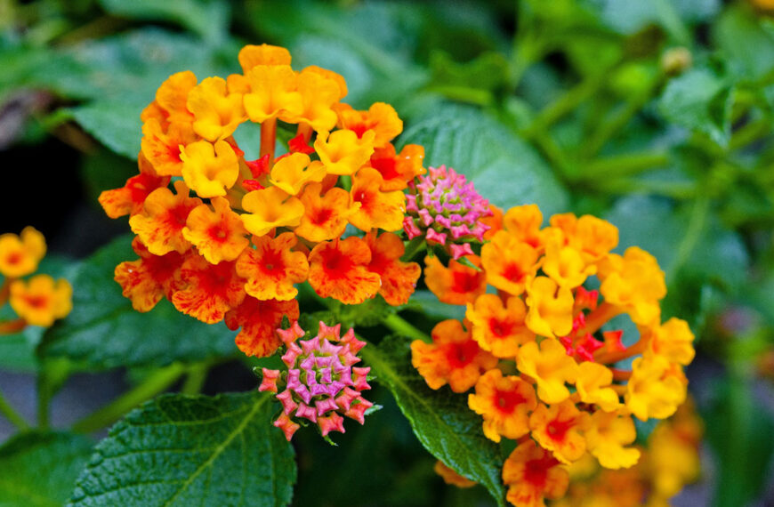Deze 4 hangende bloemen kunnen de hitte verdragen en zullen uw bloembakken verfraaien.