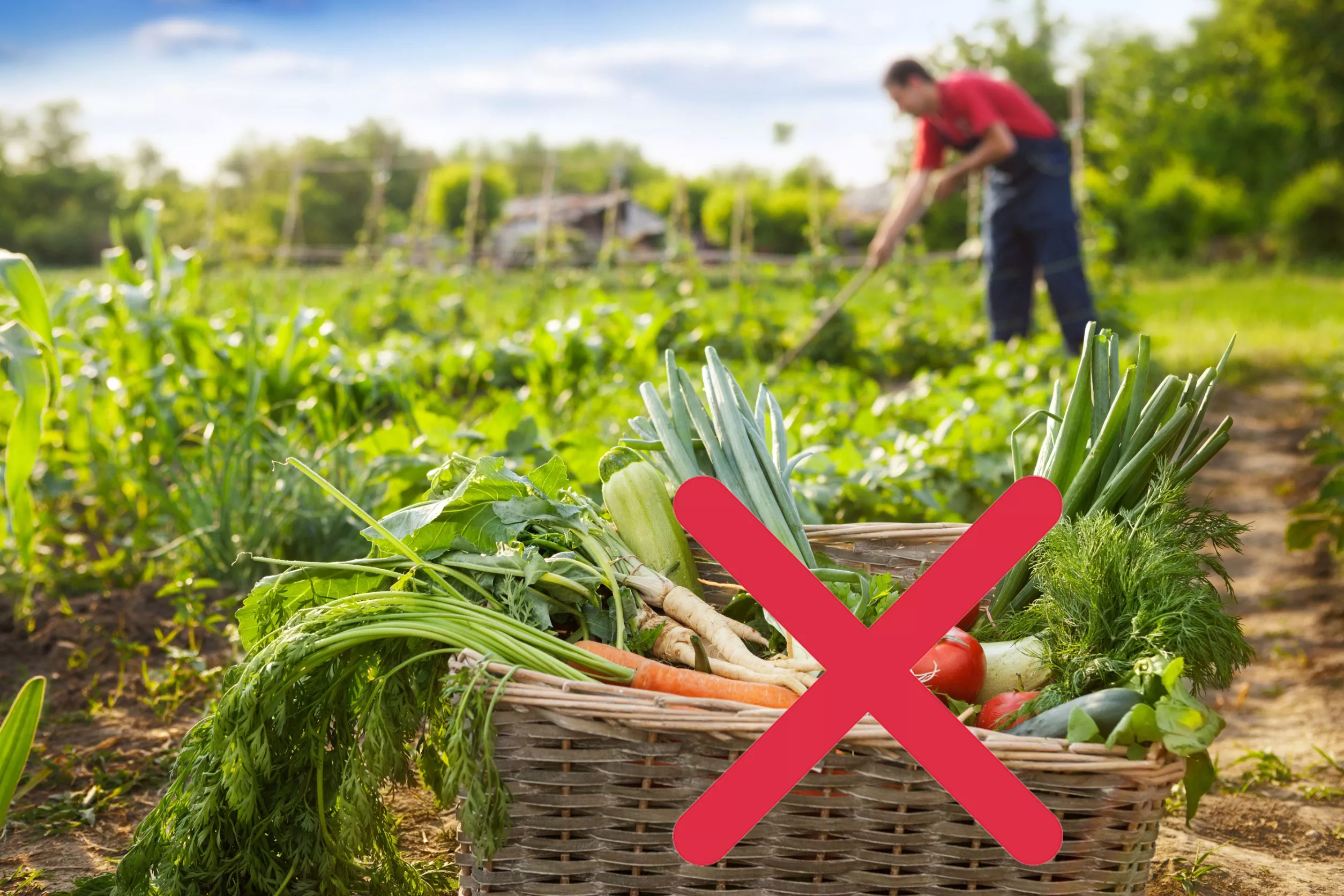 Deze groenten mogen absoluut niet samen in de moestuin worden geplant