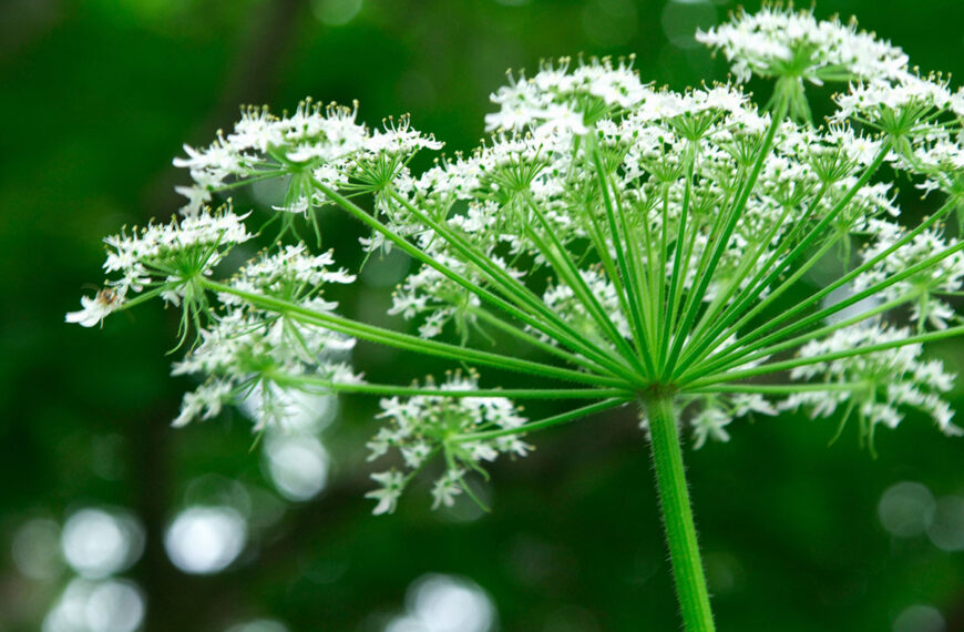 Deze natuurlijke onkruidverdelger is magisch en zeer effectief tegen onkruid
