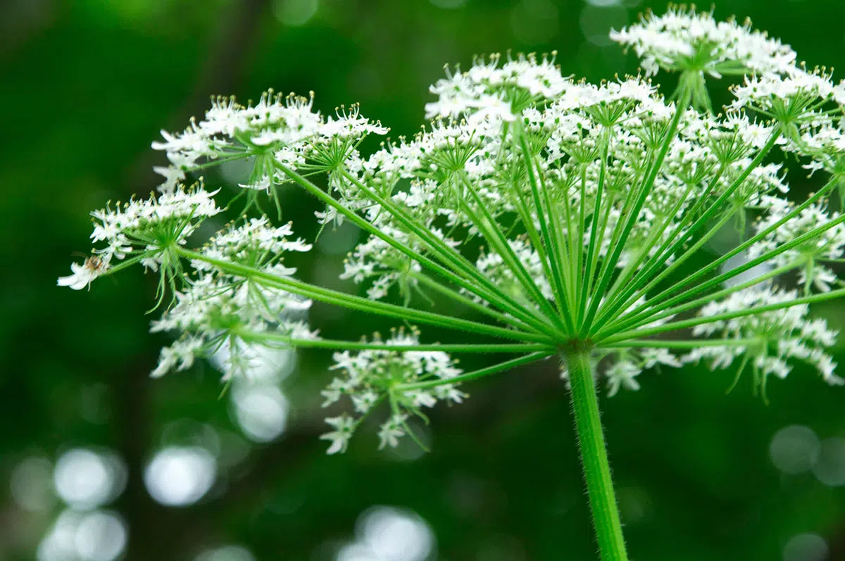 Deze natuurlijke onkruidverdelger is magisch en zeer effectief tegen onkruid