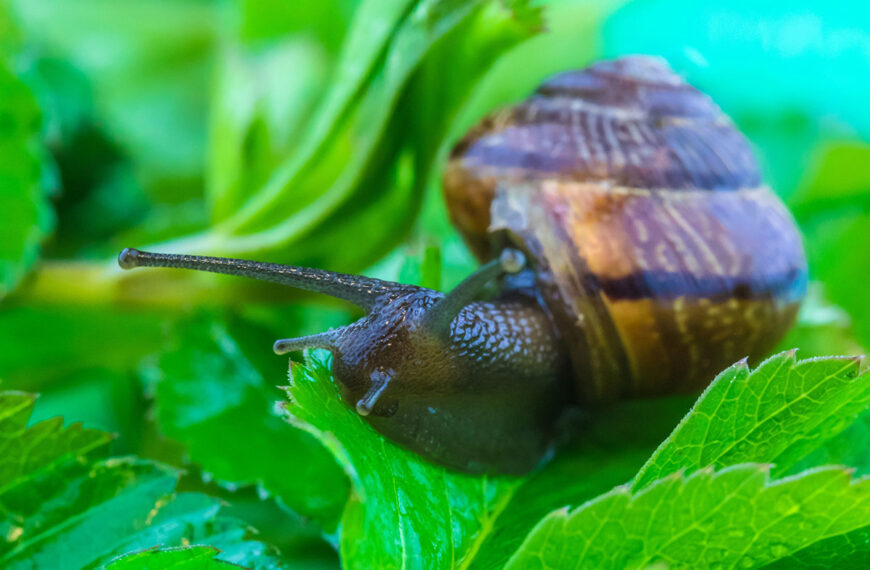 Deze planten die slakken helemaal niet lekker vinden