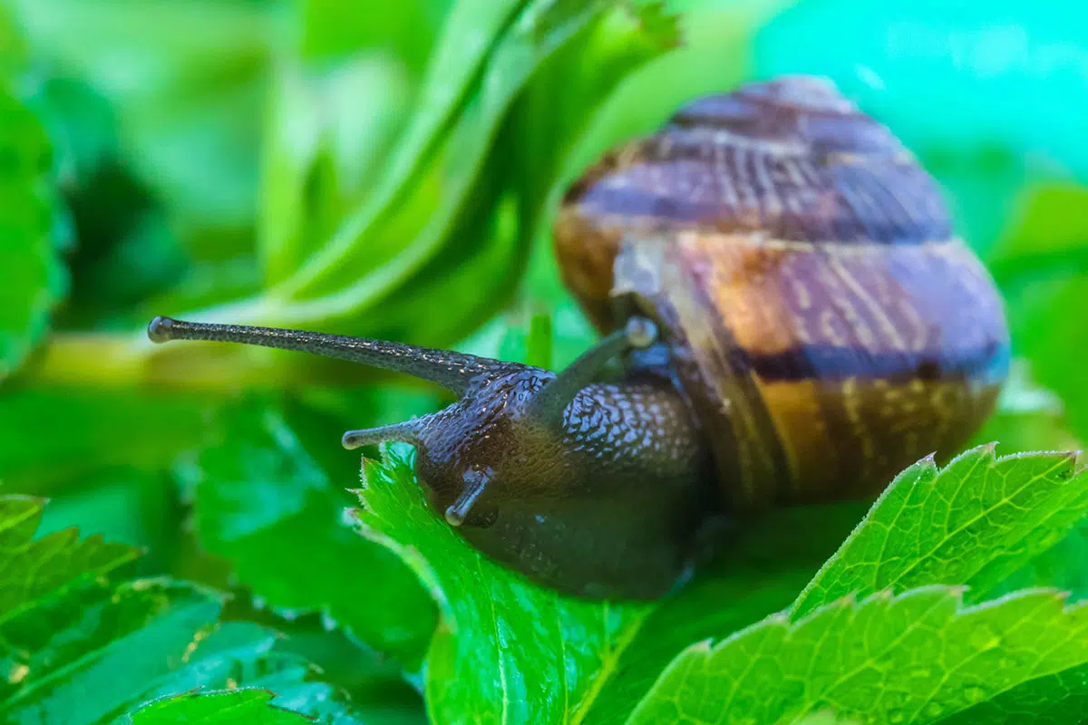 Deze planten die slakken helemaal niet lekker vinden