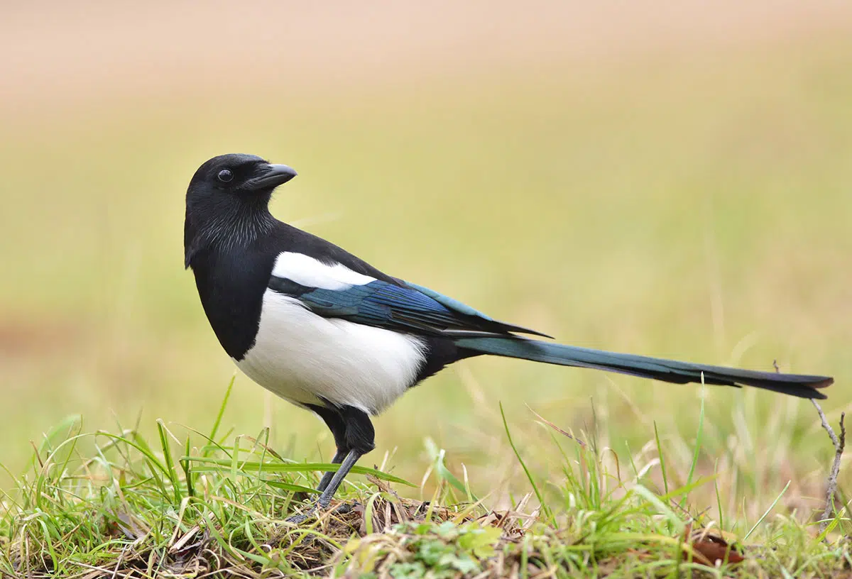 Deze vogel die je beter met rust kunt laten.