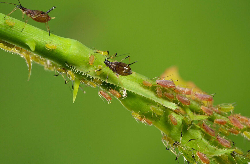Dit ingrediënt in je voorraadkast is een zeer effectief natuurlijk insecticide