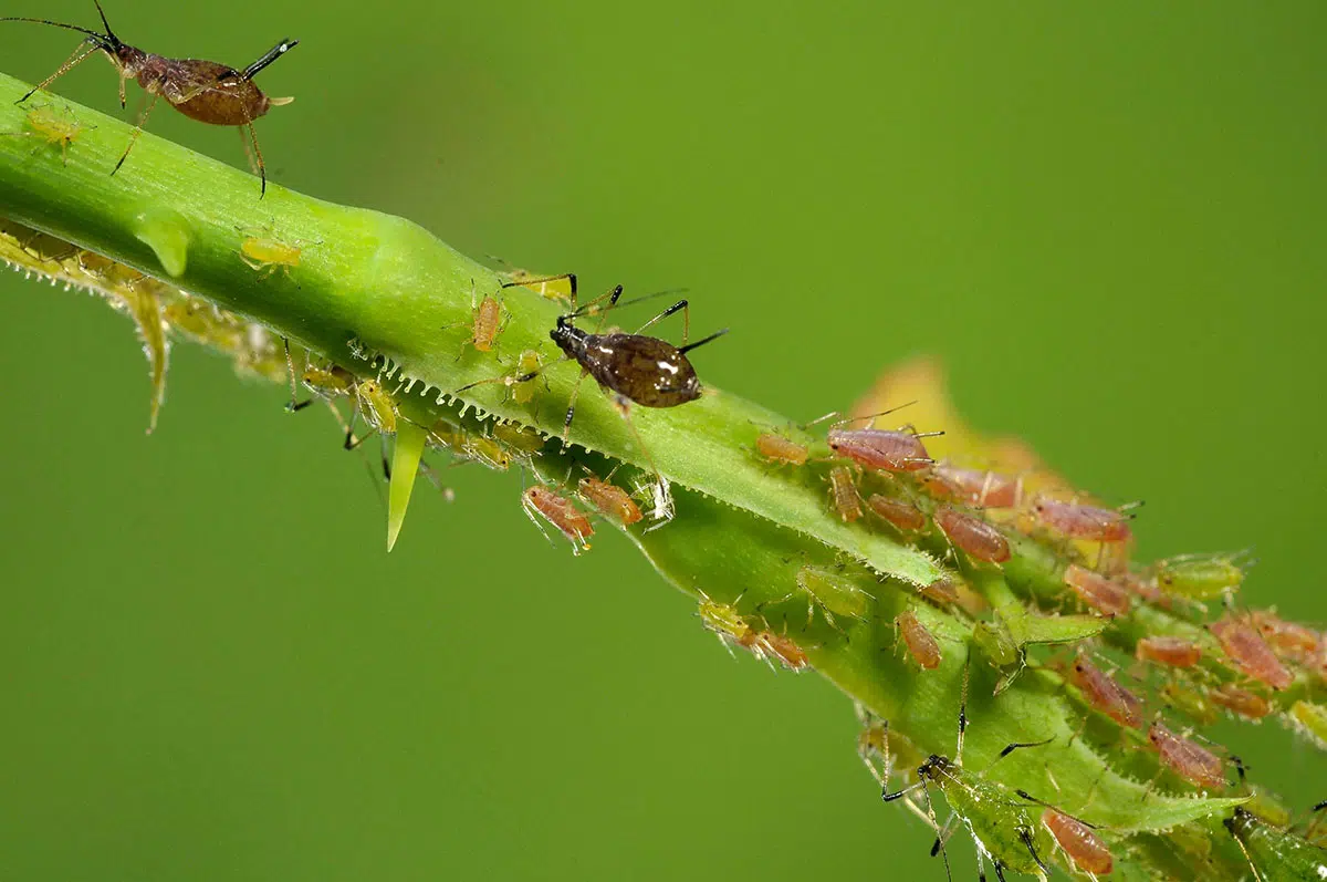 Dit ingrediënt in je voorraadkast is een zeer effectief natuurlijk insecticide
