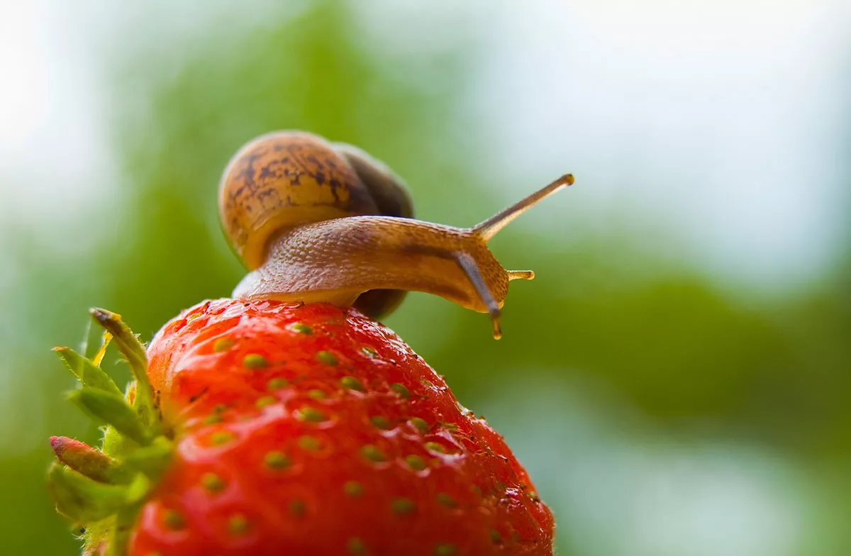 Dit zijn de beste trucs om op een natuurlijke en duurzame manier van slakken af te komen