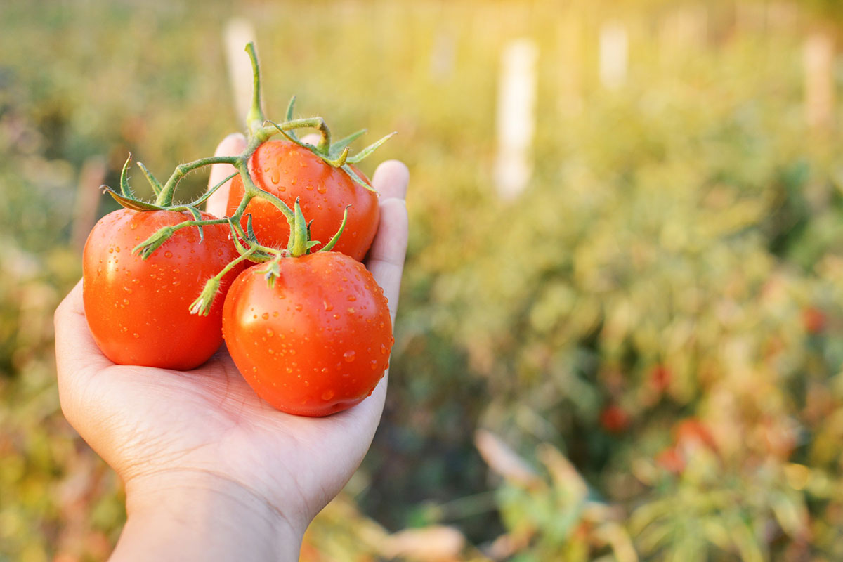 Een onbekende meststof die het mogelijk maakt om twee keer zoveel tomaten te oogsten.