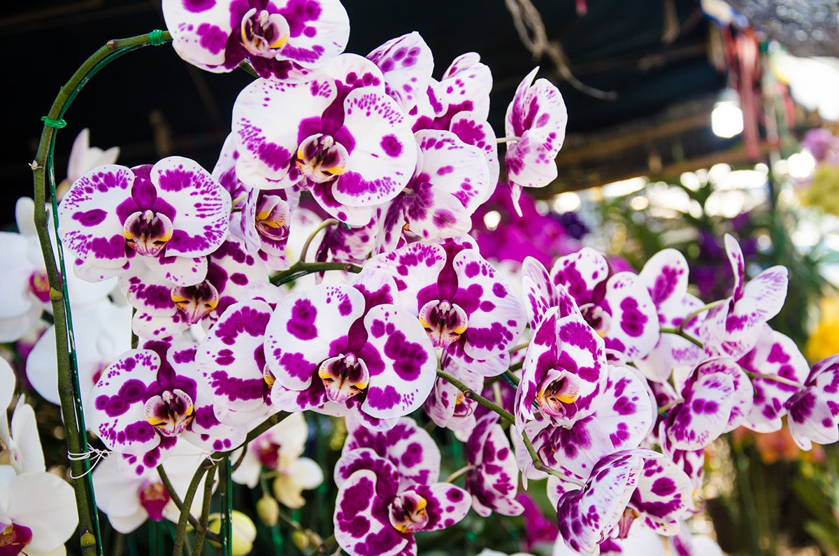 Een tuinman onthult zijn trucs om de bloeitijd van een orchidee te verlengen