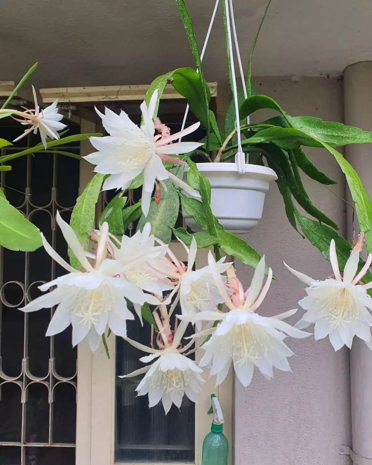 Epiphyllum oxypetalum