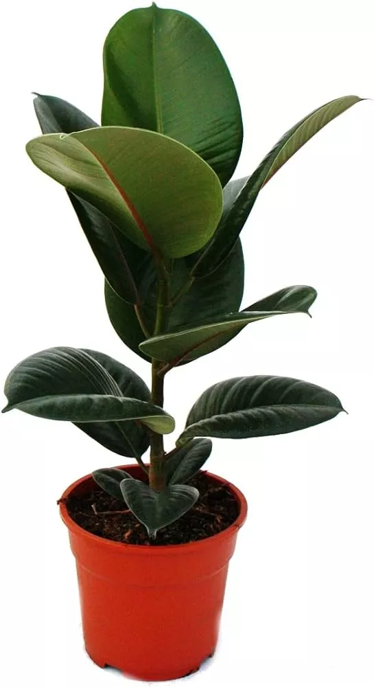 Ficus elastica