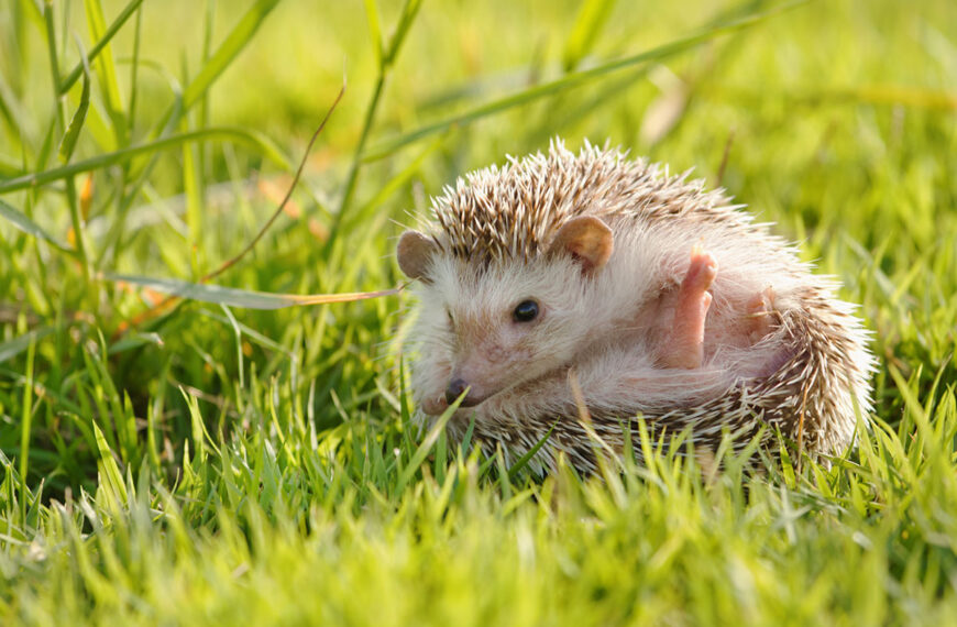 Hier is waarom je absoluut een egel in je tuin nodig hebt