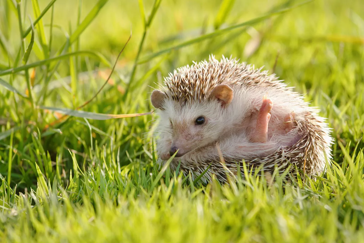 Hier is waarom je absoluut een egel in je tuin nodig hebt