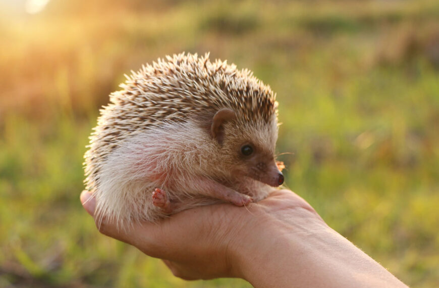 Hier zijn de voorspellingen die gekoppeld zijn aan het verschijnen van een egel in uw tuin.
